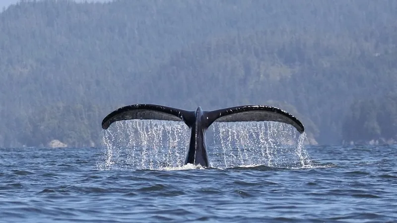 Горбатый кит ненадолго проглотил спортсмена у берегов Чили