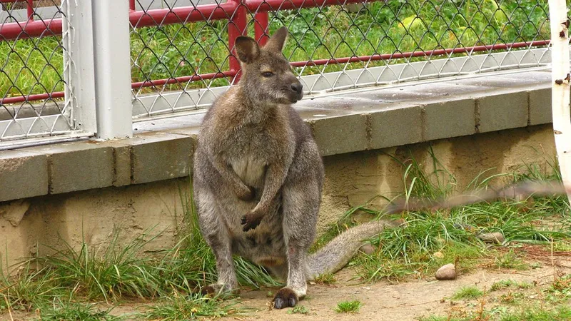 Неуловимое животное Австралии изучили с помощью дронов