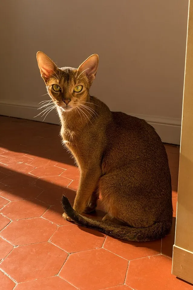 Какие породы кошек крайне нежелательно оставлять одних надолго, фото - Новости Zakon.kz от 17.02.2025 10:50