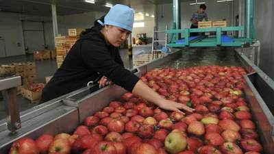 Выращивание яблок, яблоки, урожай, сбор урожая, фрукты, сбор яблок, фото - Новости Zakon.kz от 03.02.2026 12:30