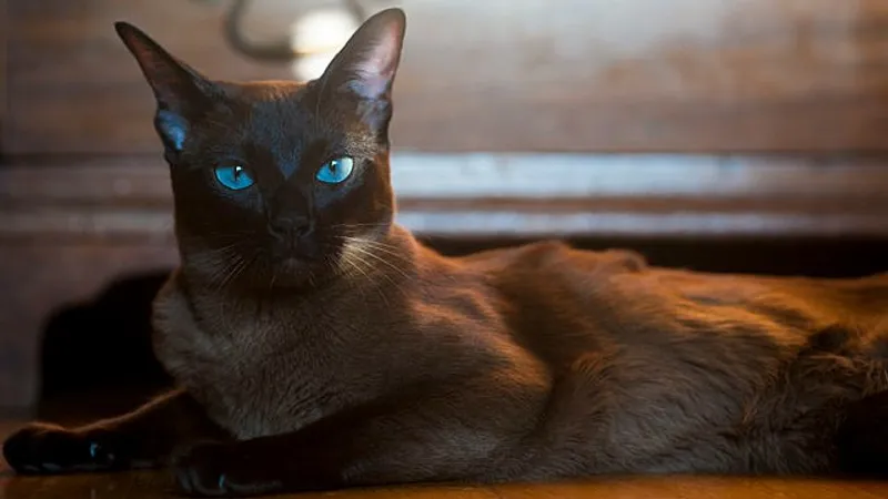 Кошек каких пород нельзя оставлять одних надолго