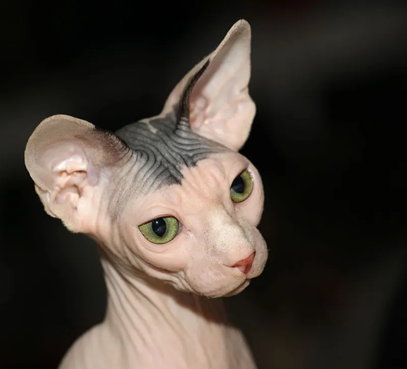 Какие породы кошек крайне нежелательно оставлять одних надолго, фото - Новости Zakon.kz от 17.02.2025 10:50