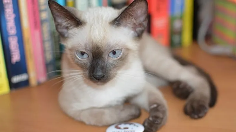 Какие породы кошек крайне нежелательно оставлять одних надолго, фото - Новости Zakon.kz от 17.02.2025 10:50