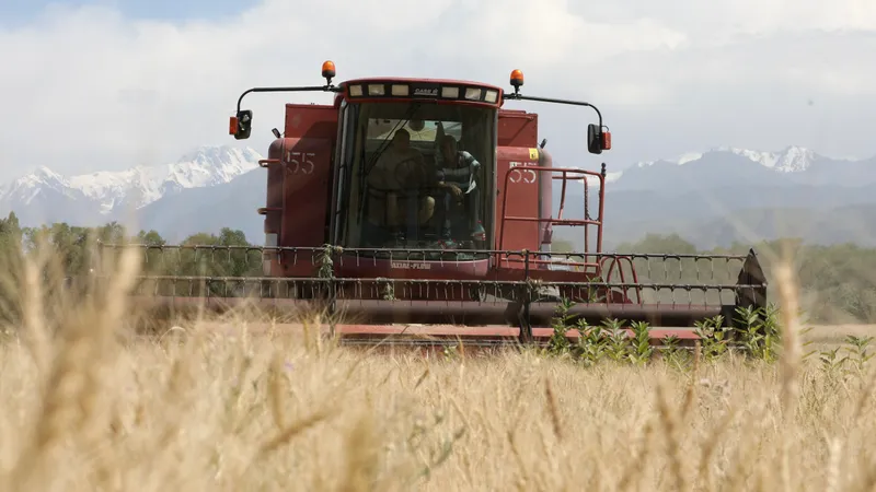 Рекордный урожай маслосемян в 2025 году пообещал глава Минсельхоза