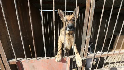 Собаки, собака, бездомные животные, бездомные собаки, бродячие собаки, приют для бездомных животных, приют для животных, фото - Новости Zakon.kz от 28.03.2026 10:17