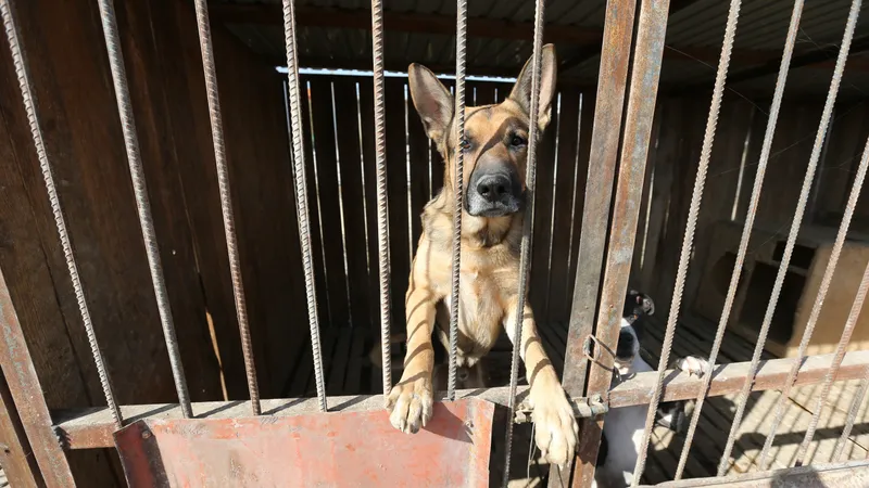 Хищение на 928 млн тенге в ветеринарной службе Туркестанской области расследует прокуратура