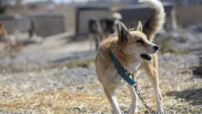 Собаки, собака, бездомные животные, бездомные собаки, бродячие собаки, приют для бездомных животных, приют для животных, фото - Новости Zakon.kz от 19.02.2026 10:10