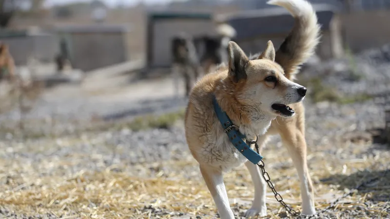 Собаки едва не растерзали женщину под Алматы