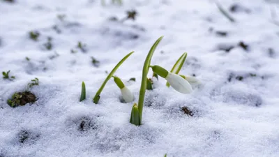 Весна близко: потепление до +14°С, осадки и туман ожидаются в Астане, Алматы и Шымкенте, фото - Новости Zakon.kz от 18.02.2025 15:08