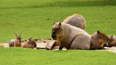 стремительный рост численности капибар обеспокоил власти Аргентины, фото - Новости Zakon.kz от 18.02.2025 22:20