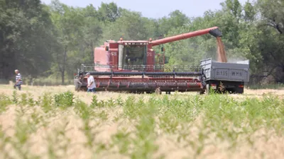 Зерно, пшеница, посев, сельское хозяйство, сельхозтехника, комбайнеры, сельскохозяйственная техника, сбор зерна, зерно, урожай, фото - Новости Zakon.kz от 25.09.2025 09:28