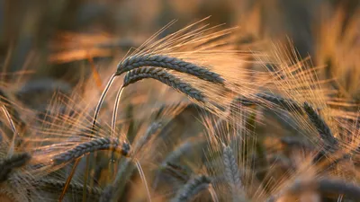 Зерно, пшеница, посев, сельское хозяйство, сельхозтехника, комбайнеры, сельскохозяйственная техника, сбор зерна, зерно, урожай, фото - Новости Zakon.kz от 23.09.2025 10:36
