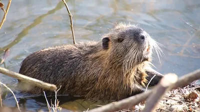 бобры стали причиной трагедии в США, фото - Новости Zakon.kz от 18.02.2025 19:30