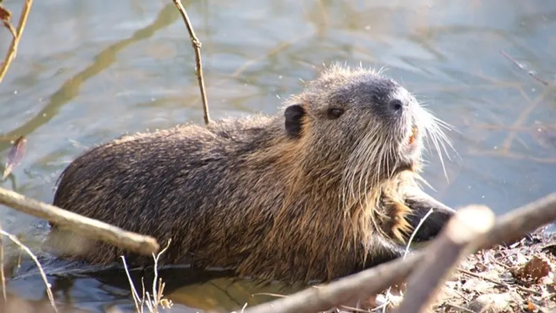 Бобры стали причиной железнодорожной катастрофы в США