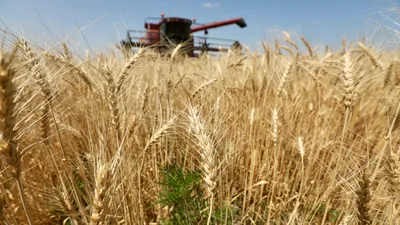 Зерно, пшеница, посев, сельское хозяйство, сельхозтехника, комбайнеры, сельскохозяйственная техника, сбор зерна, зерно, урожай, сурет - Zakon.kz жаңалық 24.10.2025 10:44