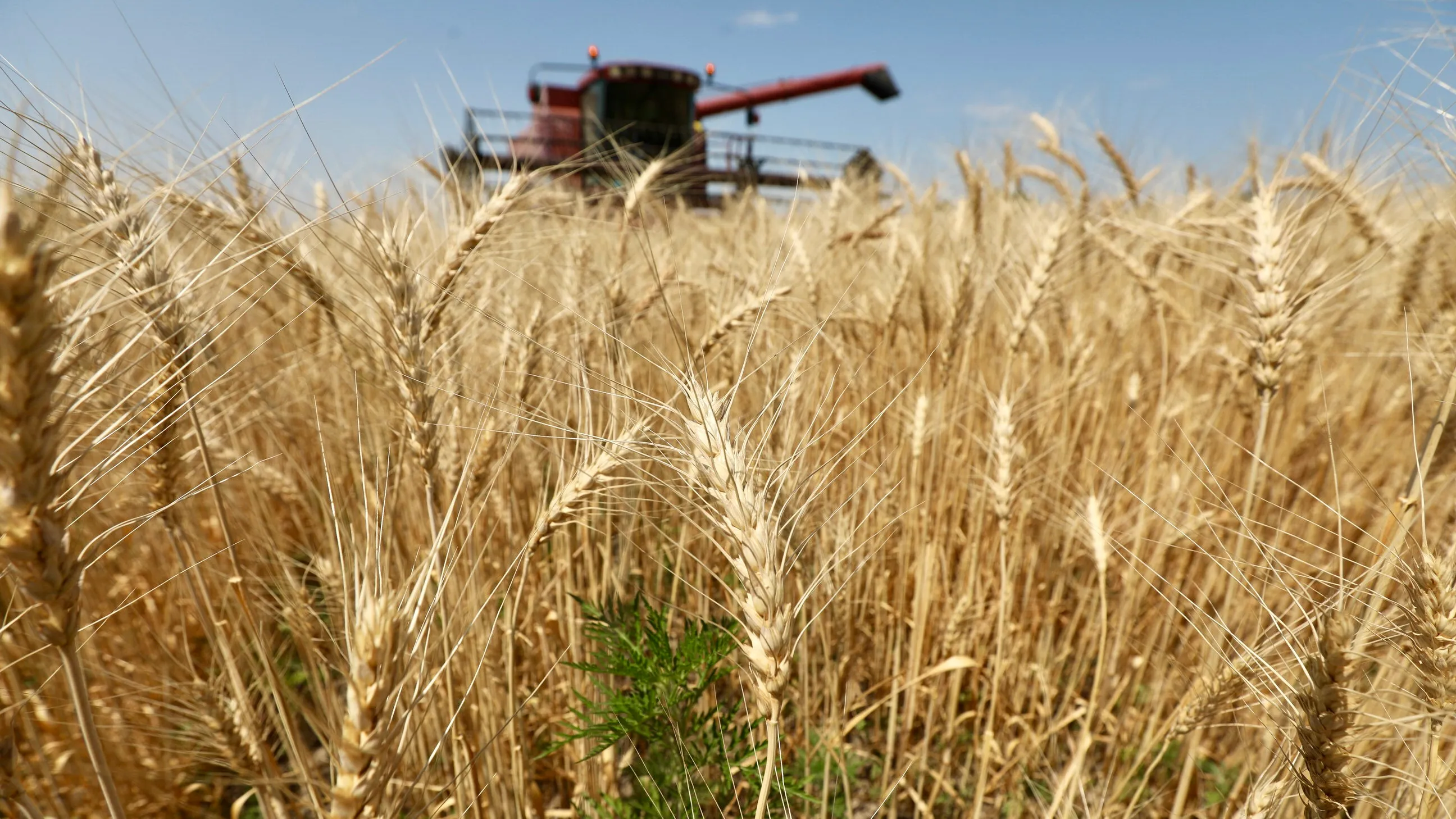 Ресей жұлдыздары бейнеленген жаңа порнографиялық бейнелер