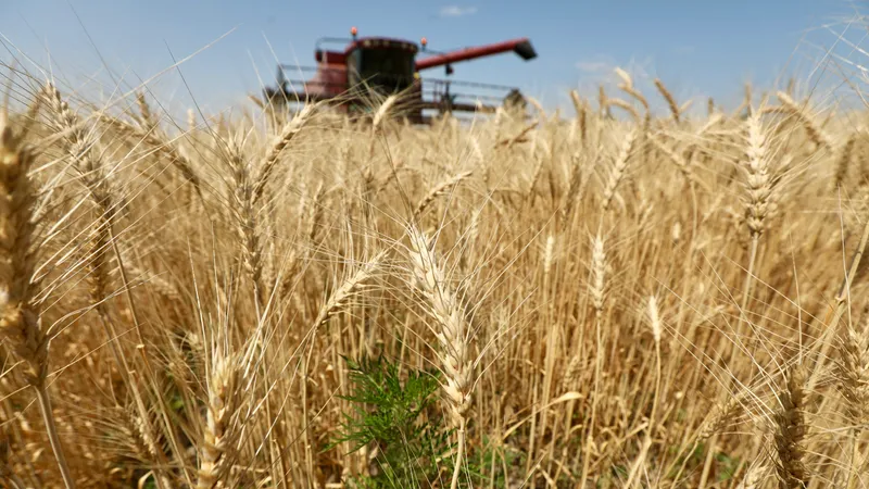 Қазақстанда егін жинау науқаны аяқталуға жақын