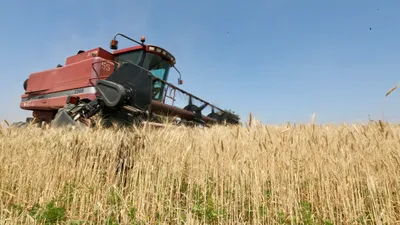 Зерно, пшеница, посев, сельское хозяйство, сельхозтехника, комбайнеры, сельскохозяйственная техника, сбор зерна, зерно, урожай, фото - Новости Zakon.kz от 24.02.2026 11:43