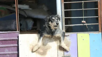 Собаки, собака, бездомные животные, бездомные собаки, бродячие собаки, приют для бездомных животных, приют для животных, сурет - Zakon.kz жаңалық 12.08.2025 10:21