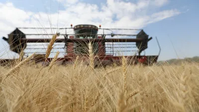 Зерно, пшеница, посев, сельское хозяйство, сельхозтехника, комбайнеры, сельскохозяйственная техника, сбор зерна, зерно, урожай, сурет - Zakon.kz жаңалық 16.09.2025 14:48