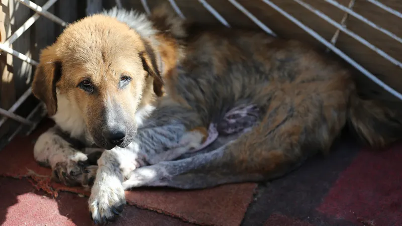 Бродячие собаки загрызли скот на западе Казахстана: чиновники ссылаются на волков