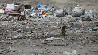 Мусорный полигон, мусор, мусорная свалка, свалочный полигон, отходы, стихийная свалка, стихийные свалки, фото - Новости Zakon.kz от 24.01.2026 09:16