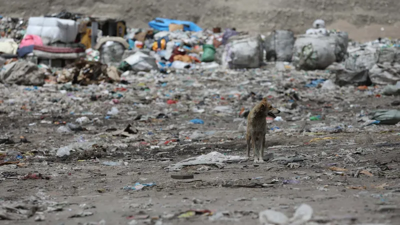 Дачные массивы Талдыкоргана зарастают мусором