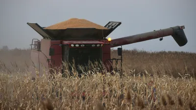 Кукурузное поле, кукуруза, сбор кукурузы, урожай, выращивание кукурузы, сбор урожая, сурет - Zakon.kz жаңалық 25.09.2025 09:27