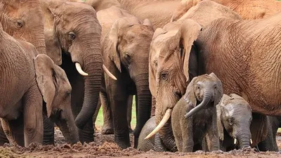 поезд сбил слонов, фото - Новости Zakon.kz от 20.02.2025 20:03