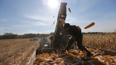 Кукурузное поле, кукуруза, сбор кукурузы, урожай, выращивание кукурузы, сбор урожая, фото - Новости Zakon.kz от 24.02.2026 10:28