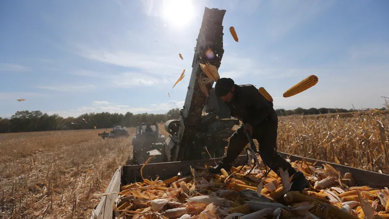 Китай поможет выращивать кукурузу в Казахстане