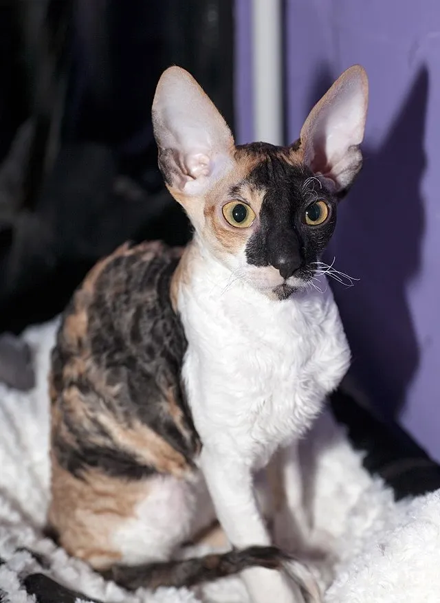 Какие породы кошек не вызывают аллергию, фото - Новости Zakon.kz от 20.02.2025 14:27