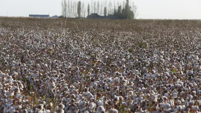 Хлопководство, хлопок, посев хлопка, сбор хлопка, хлопчатник, хлопковое поле, сурет - Zakon.kz жаңалық 09.04.2026 14:01