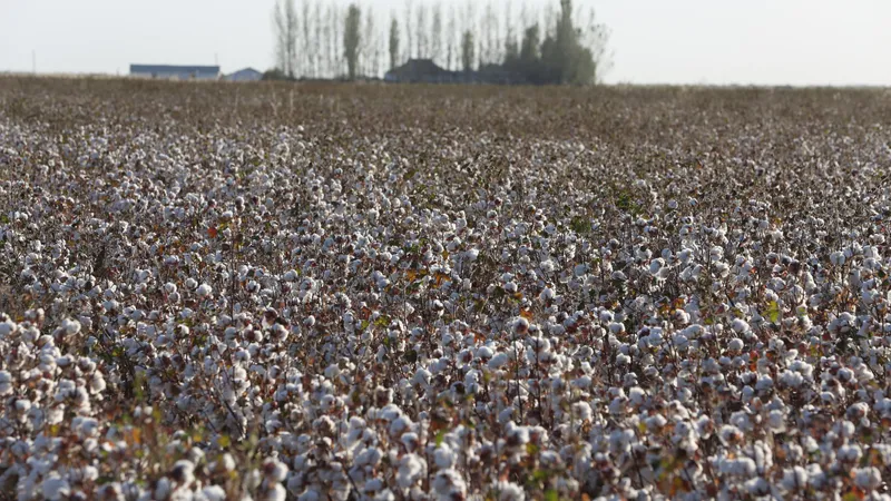 Қарызын жаппаған шаруалаларға несие берілмейді