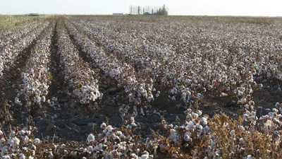 Хлопководство, хлопок, посев хлопка, сбор хлопка, хлопчатник, хлопковое поле, фото - Новости Zakon.kz от 13.01.2026 12:45