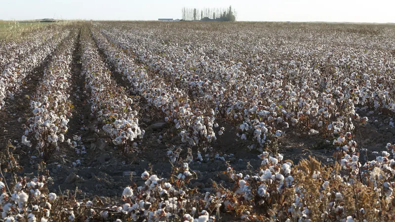 Посевы риса и хлопка могут сократить из-за риска засухи на юге Казахстана