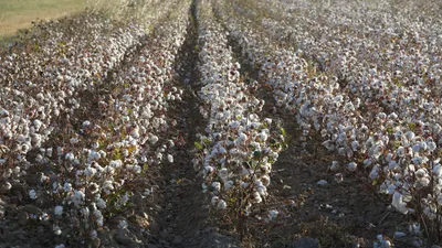 Хлопководство, хлопок, посев хлопка, сбор хлопка, хлопчатник, хлопковое поле, фото - Новости Zakon.kz от 04.11.2025 11:00
