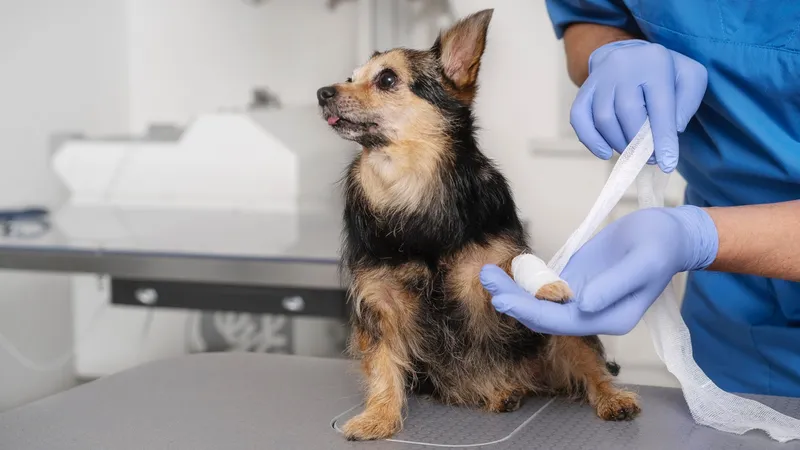 Скорая ветпомощь: как будут спасать уличных собак и кошек в Алматы