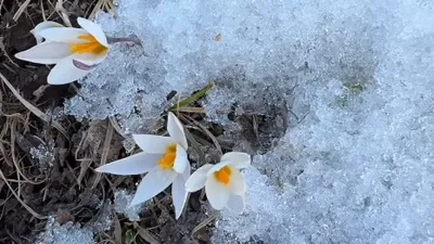 Весна совсем рядом: первые подснежники зацвели в предгорьях Алматы, фото - Новости Zakon.kz от 21.02.2025 19:08