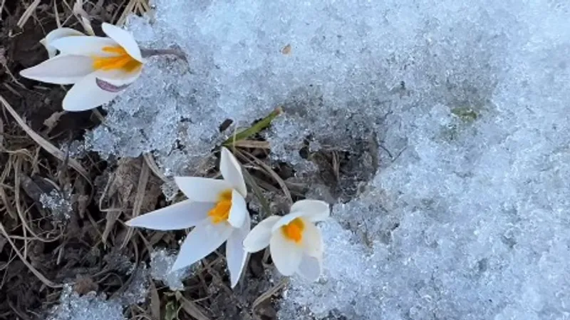 Весна совсем рядом: первые подснежники зацвели в предгорьях Алматы