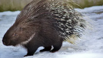 Дикобраз в горах Алматы, видео, фото - Новости Zakon.kz от 21.02.2025 13:38
