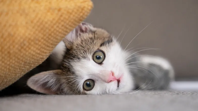 Котенка, попавшего в беду, спасли в Астане