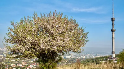 Алматы, Алматинская телебашня, телевизионная и радиовещательная башня, Кок-Тобе, Кок Тобе, весна в Алматы, фото - Новости Zakon.kz от 01.04.2025 18:22