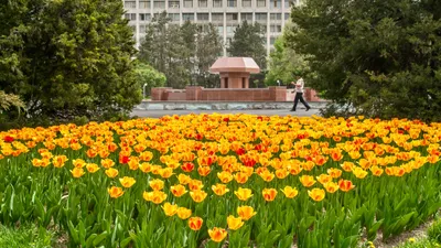 Весна, потепление, весна в Алматы, фото - Новости Zakon.kz от 14.06.2025 08:33