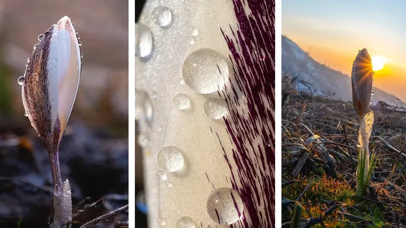 Алатауский шафран и подснежники: первые цветы появились в алматинских горах