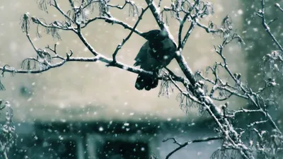 Какую погоду принесут в Казахстан циклоны и связанные с ними фронтальные разделы, фото - Новости Zakon.kz от 24.02.2025 18:01