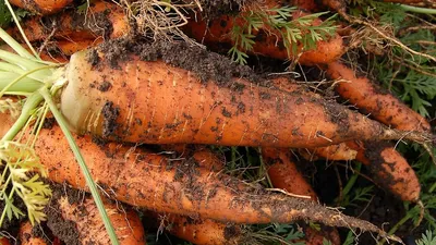 Утилизация моркови в Павлодарской области, фото - Новости Zakon.kz от 26.02.2025 08:10