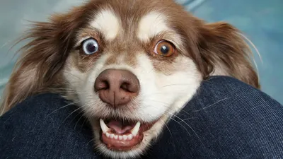 собака, животные, фото - Новости Zakon.kz от 26.02.2025 23:06