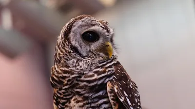 Гороскоп на сегодня, фото - Новости Zakon.kz от 27.02.2025 08:53