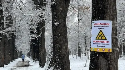 Алматы, роща Баума, падение деревьев, фото - Новости Zakon.kz от 27.02.2025 15:21